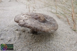 Melanoleuca cinereifolia_LR_LR